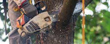  Augusta, KY Tree Services Pros