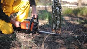 Best Tree Cabling and Bracing  in Augusta, KY