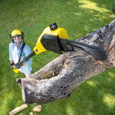 Best Artificial Turf Installation  in Augusta, KY