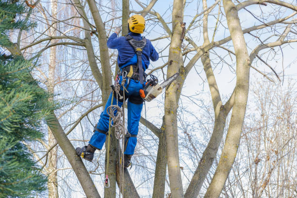 Best Fruit Tree Pruning  in Augusta, KY
