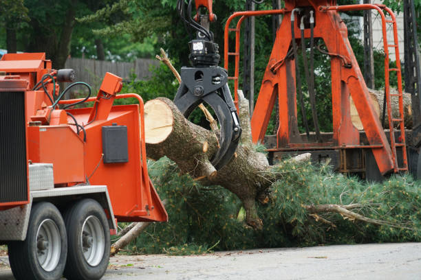 Best Tree Maintenance Programs  in Augusta, KY