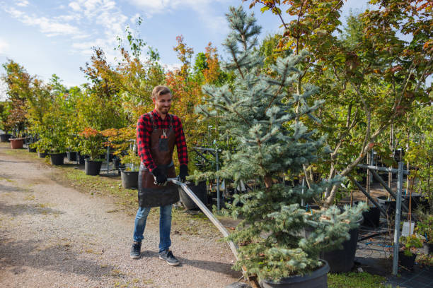 Best Tree Trimming and Pruning  in Augusta, KY