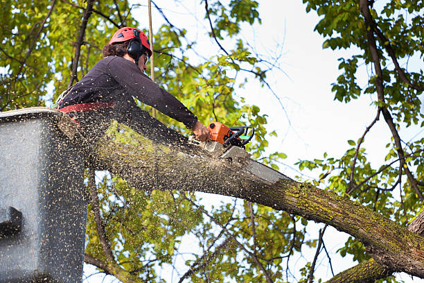 Best Tree Risk Assessment  in Augusta, KY