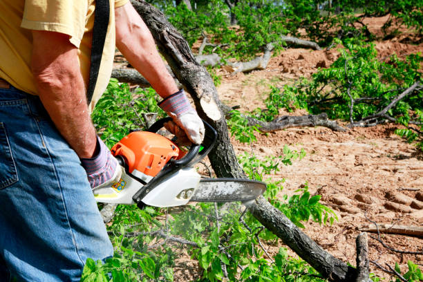 Best Tree Risk Assessment  in Augusta, KY